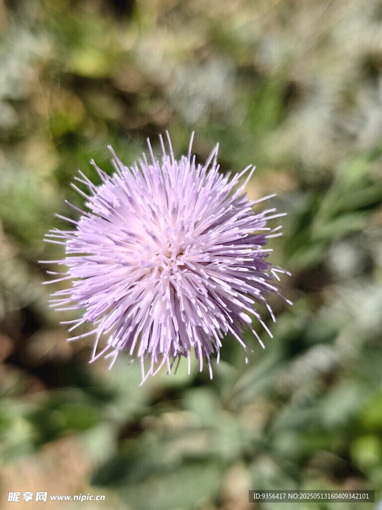 紫色绒球般的美丽花朵