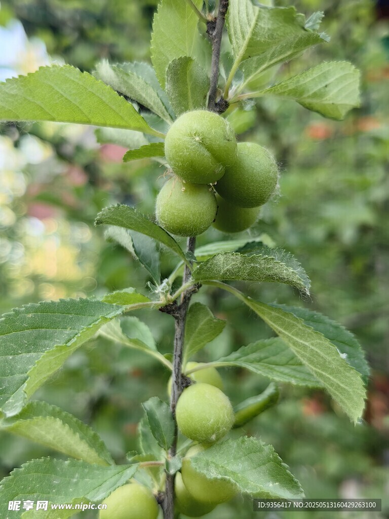 枝头青果 绿意盎然