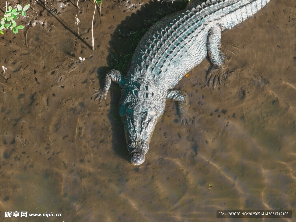 水中的鳄鱼