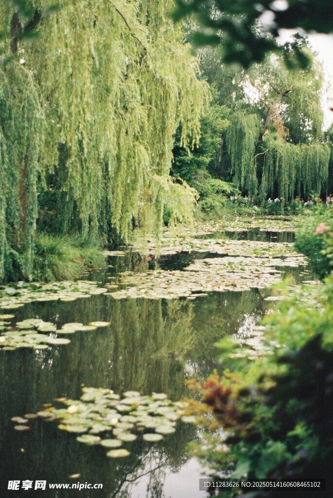 湖畔垂柳与睡莲的静谧景致