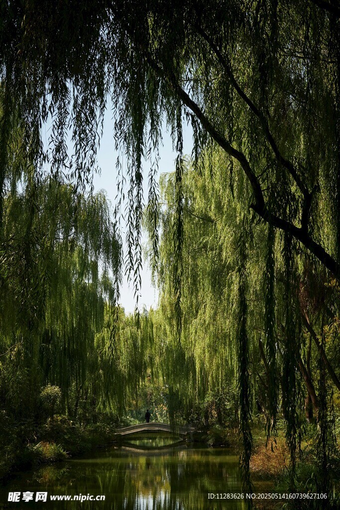 垂柳映湖