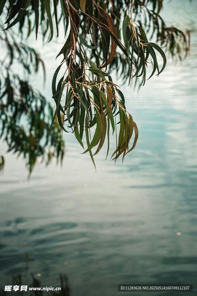 垂柳拂水的静谧景致