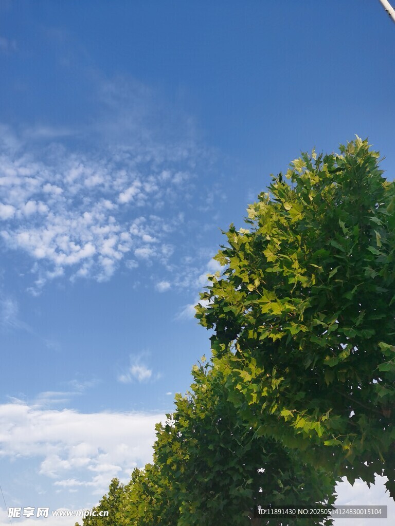 树叶