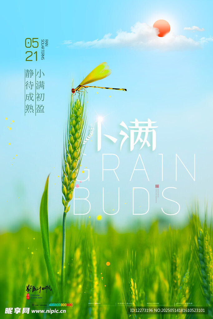 小满时节的田野与蜻蜓