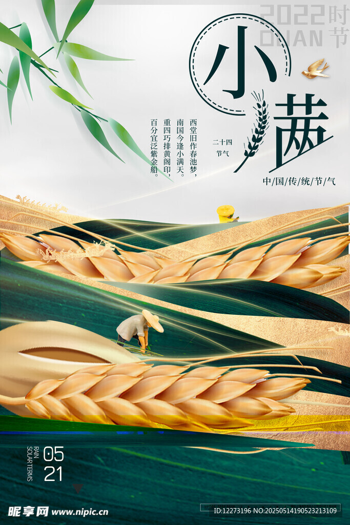 小满时节麦穗初熟景象