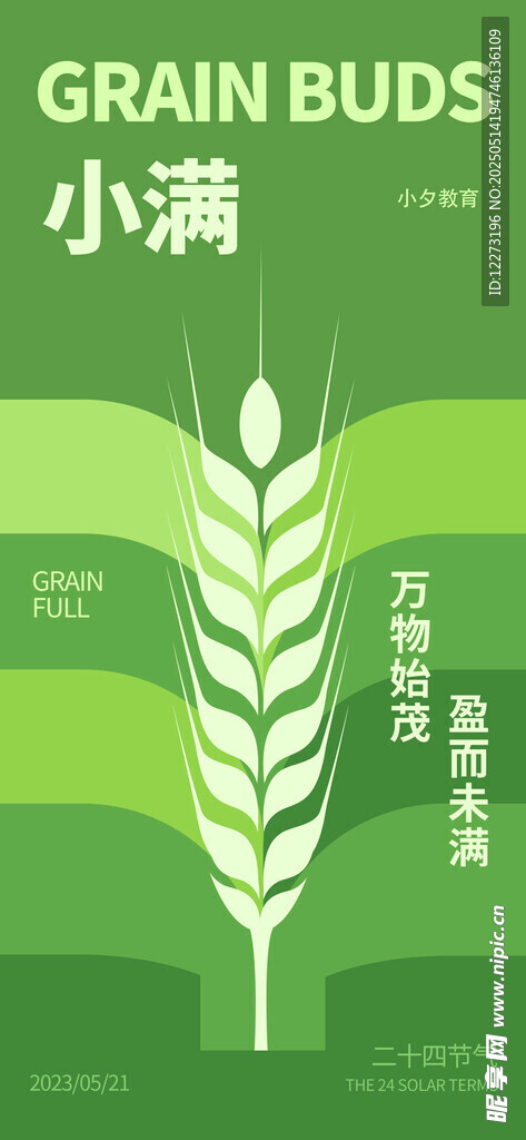小满时节麦穗插画