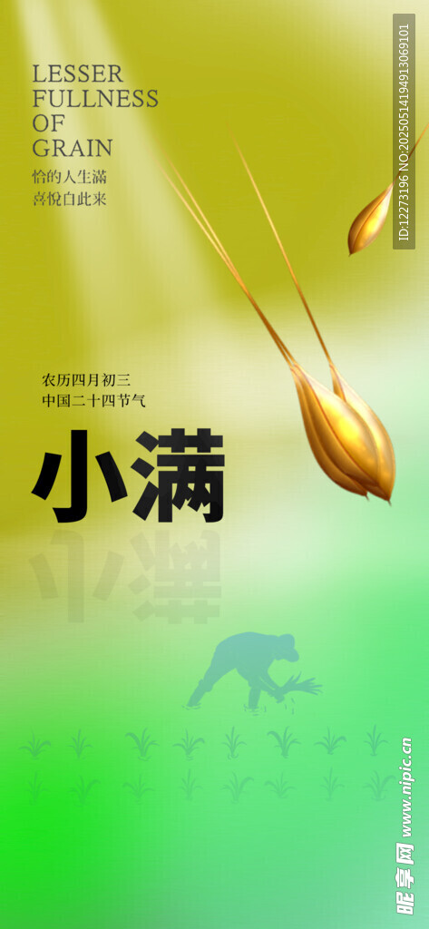 小满时节的金黄麦穗