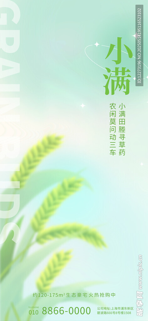 小满时节麦穗初绽