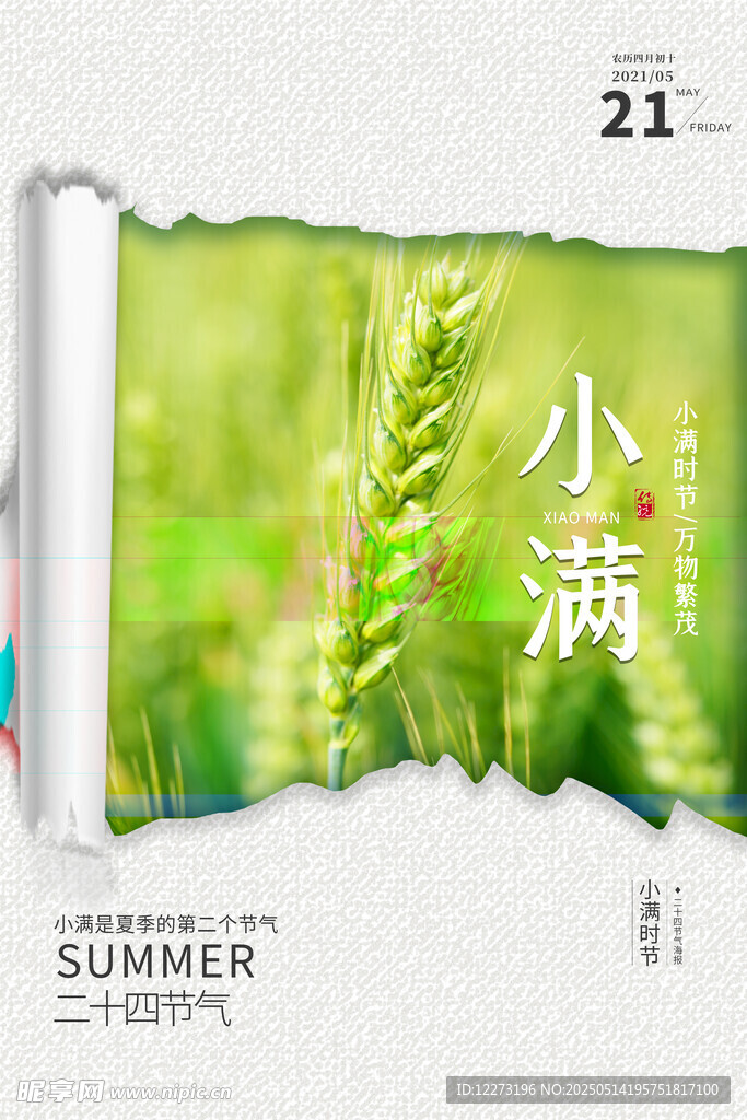 小满时节绿意盎然的麦穗