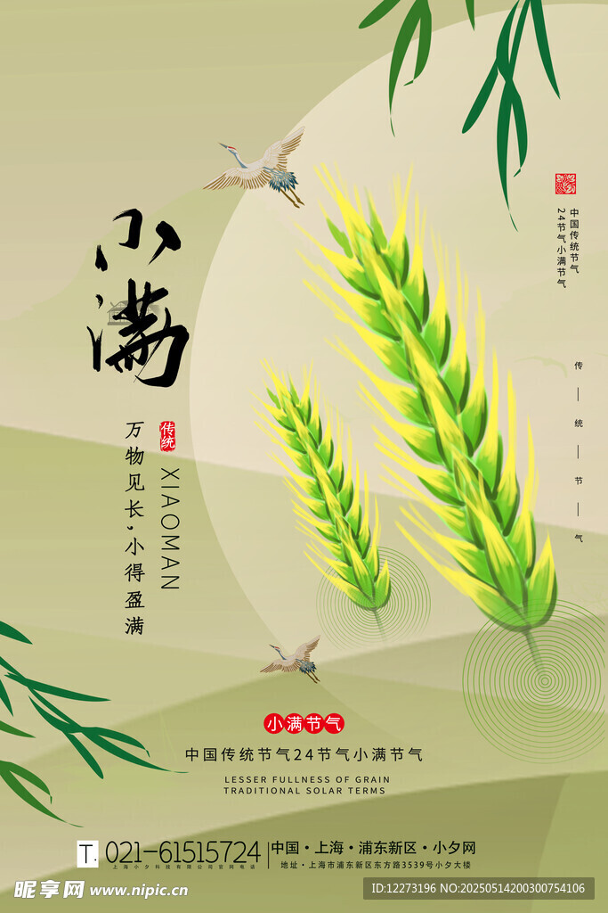 小满时节麦穗图