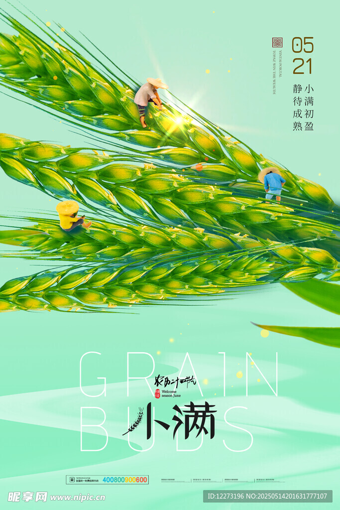 小满时节麦穗青景
