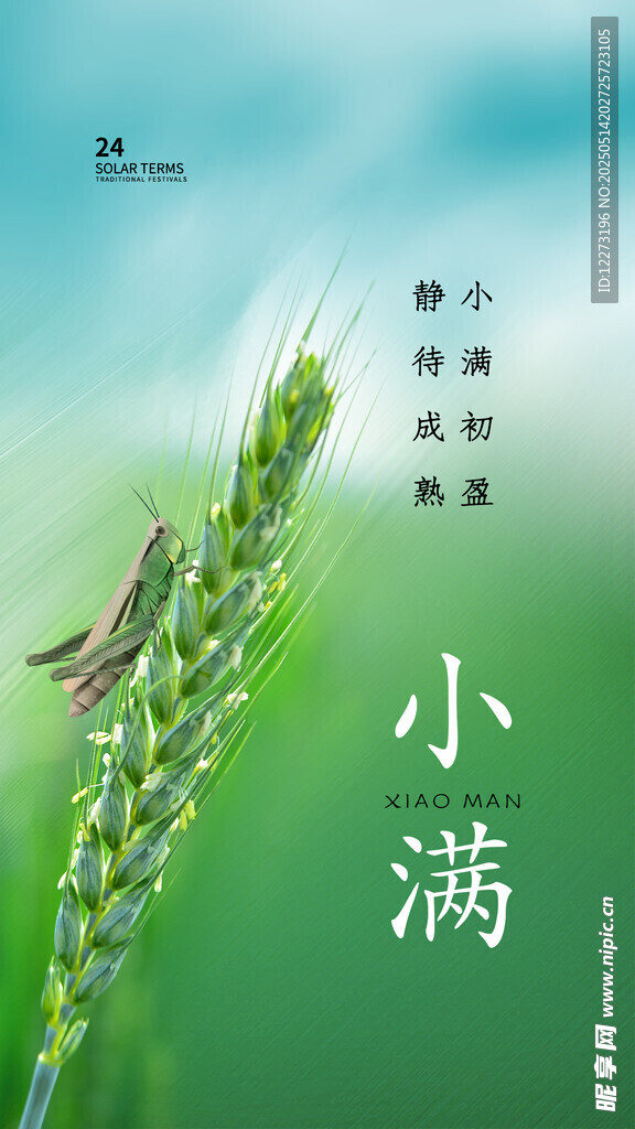 小满时节麦穗与昆虫