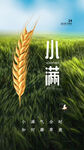 小满时节麦田风光
