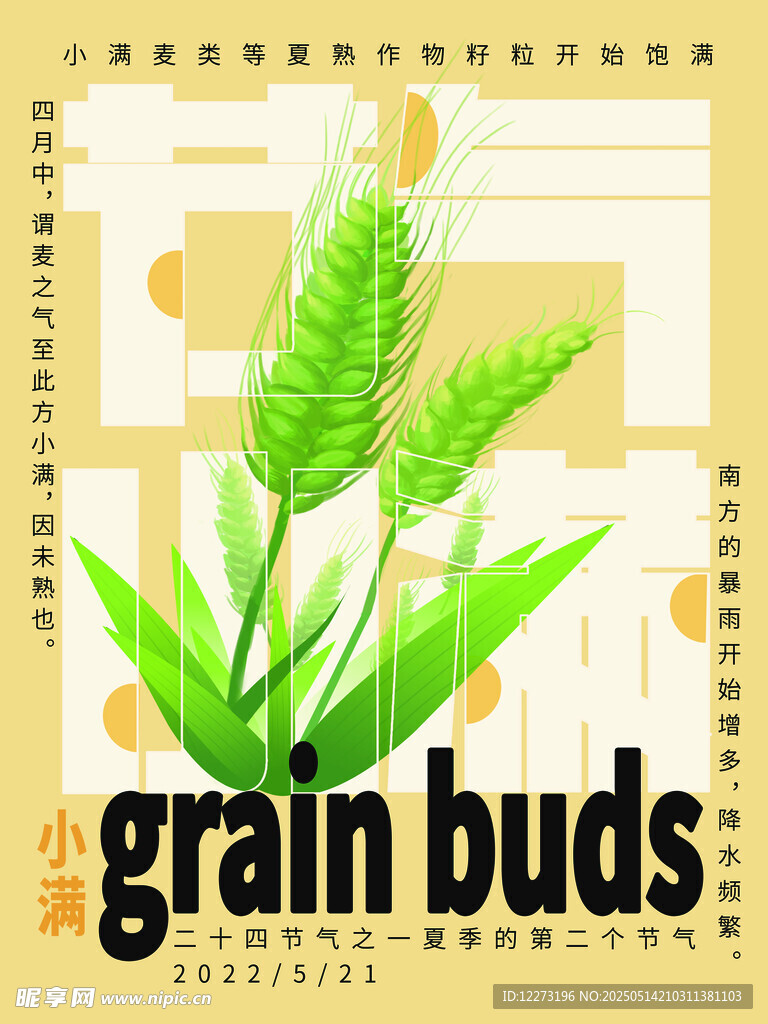 小满节气麦穗插画海报