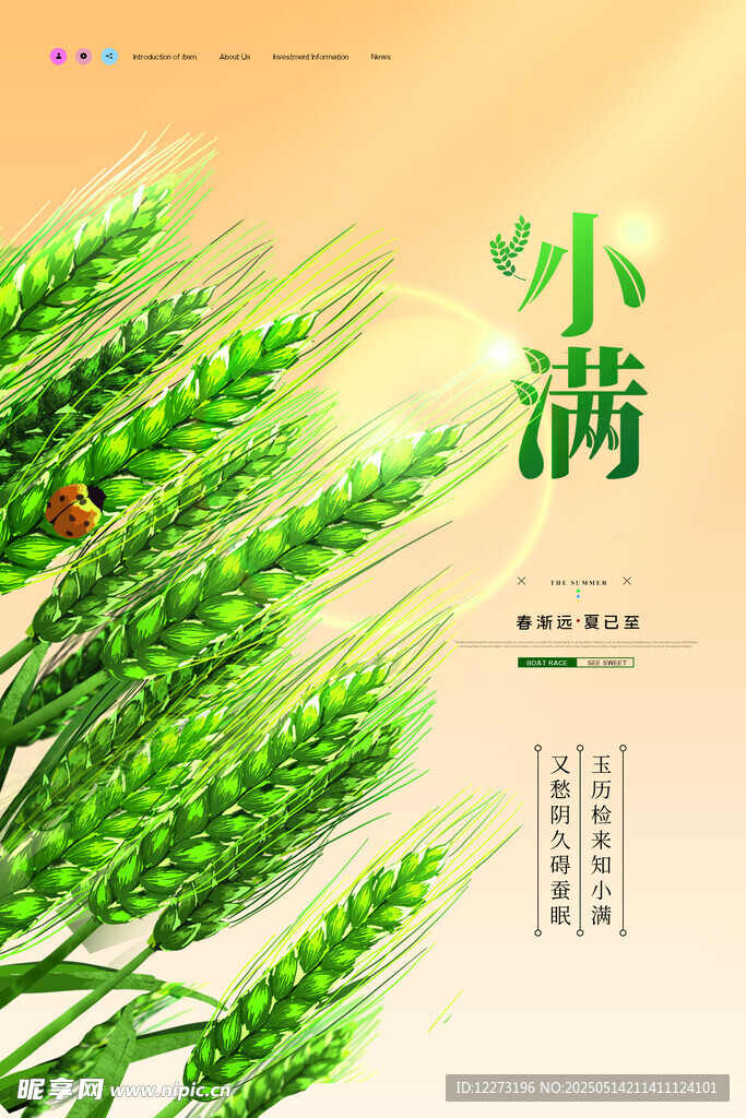 小满时节麦穗青