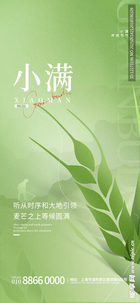 小满时节绿意盎然的麦穗