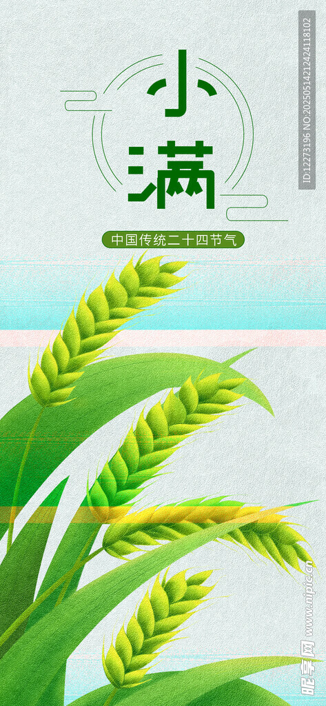 小满时节麦穗初显