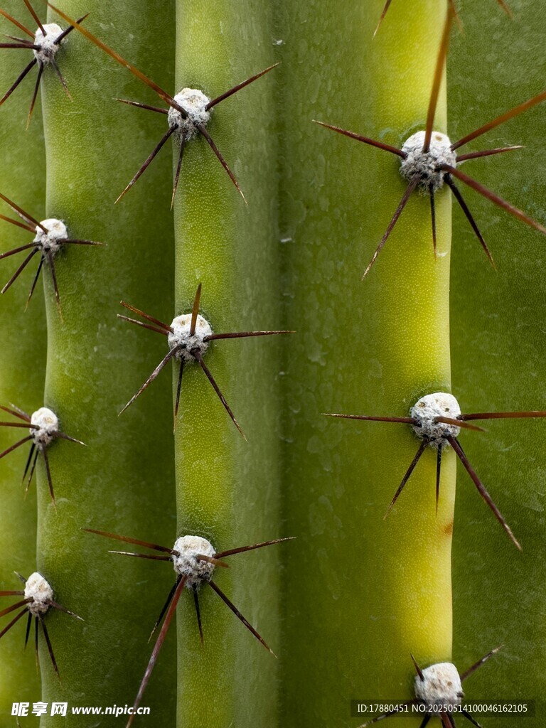 仙人掌