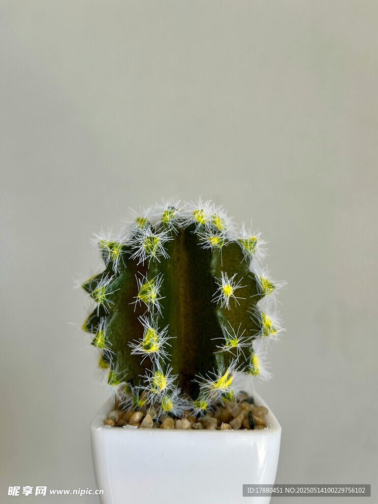 仙人掌