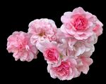 月季花