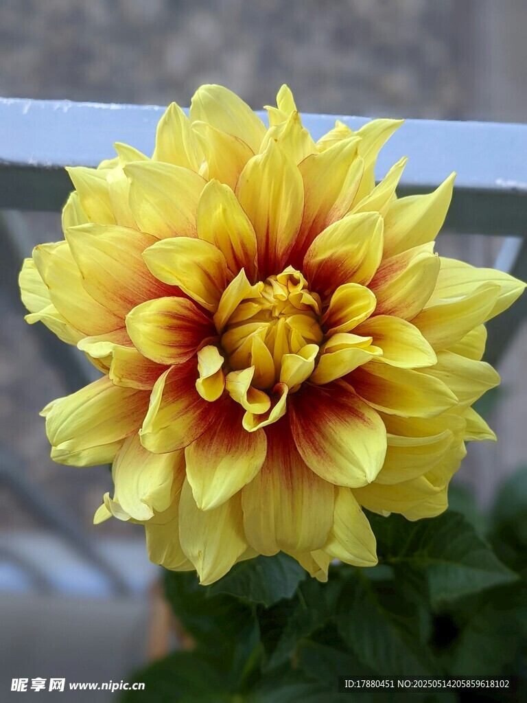大丽花