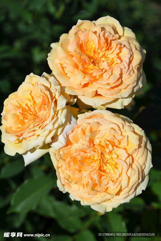 月季花