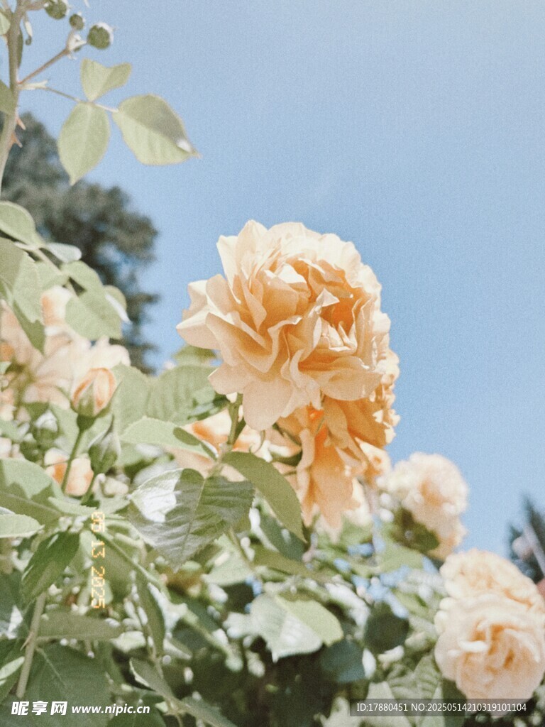 月季花