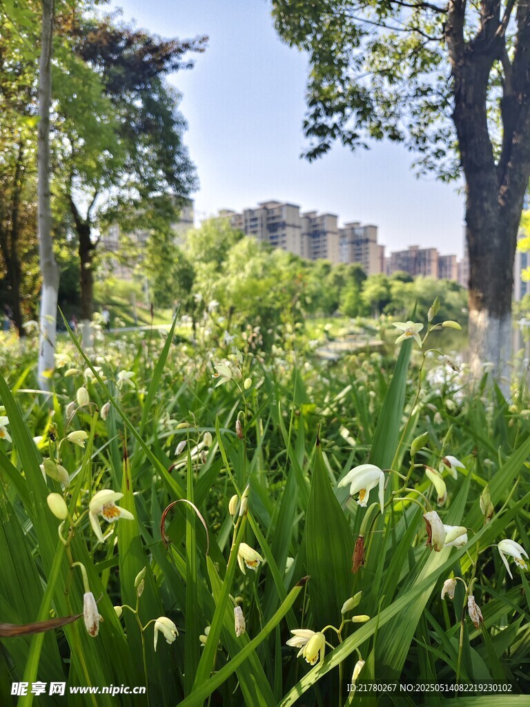 春日草地白花绿树美景
