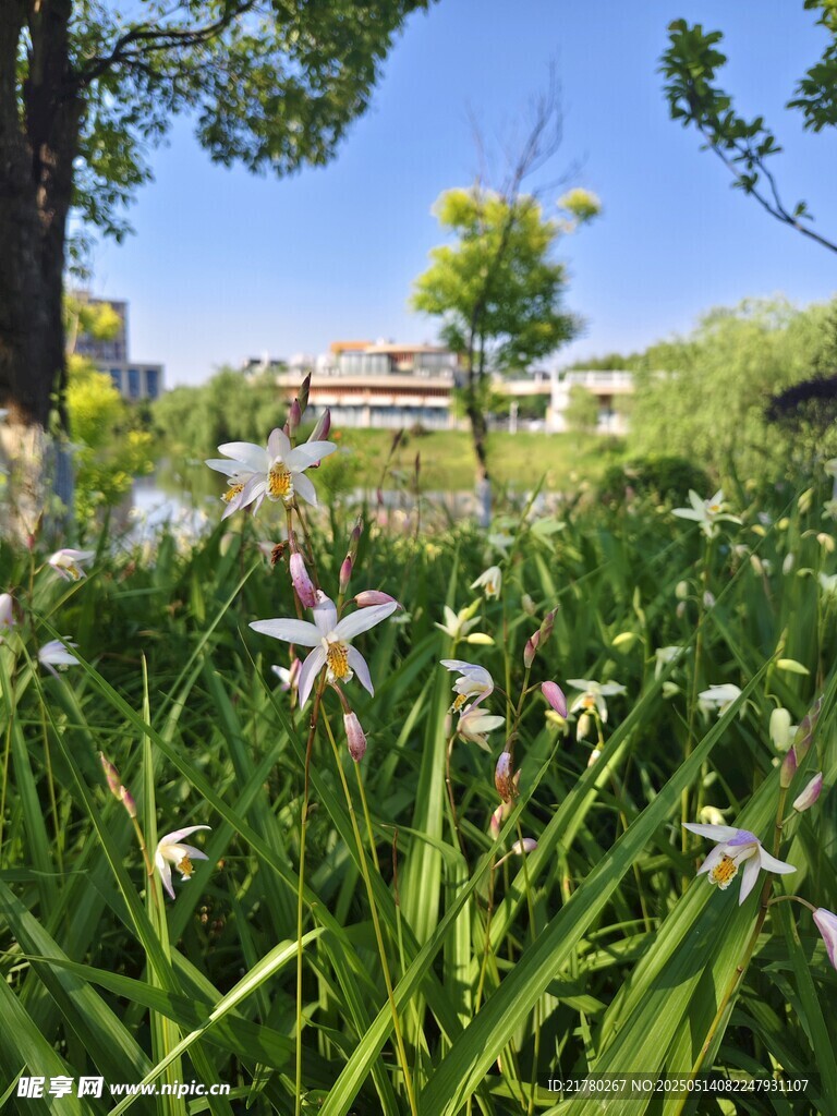 春日草地间绽放的小白花