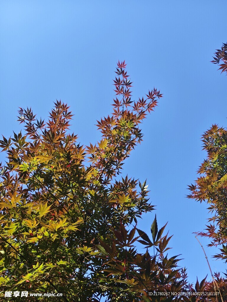 秋日多彩树叶映蓝天