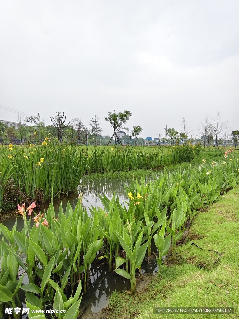 湿地植物景观