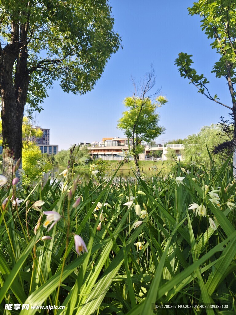 草地绿树蓝天