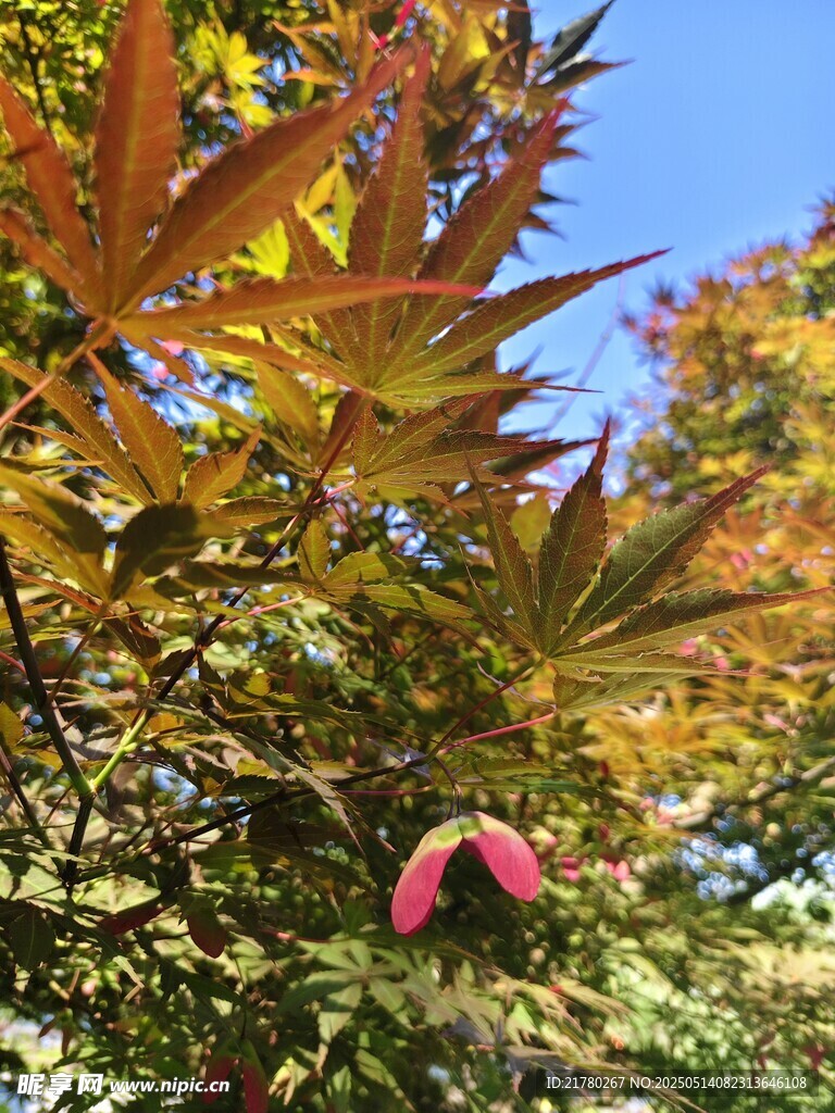 秋日枫叶美景