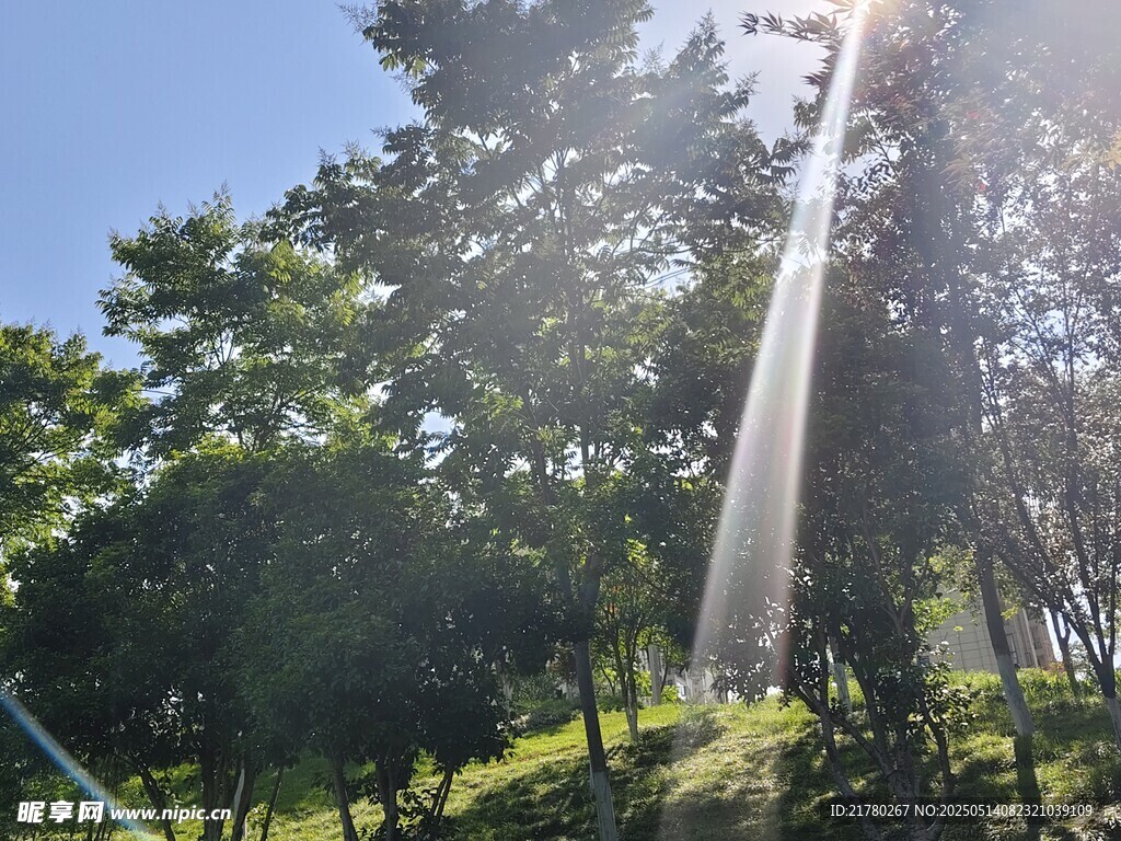一缕阳光穿过树林