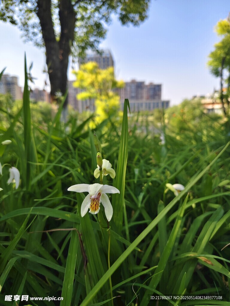 草丛中的白色兰花绽放