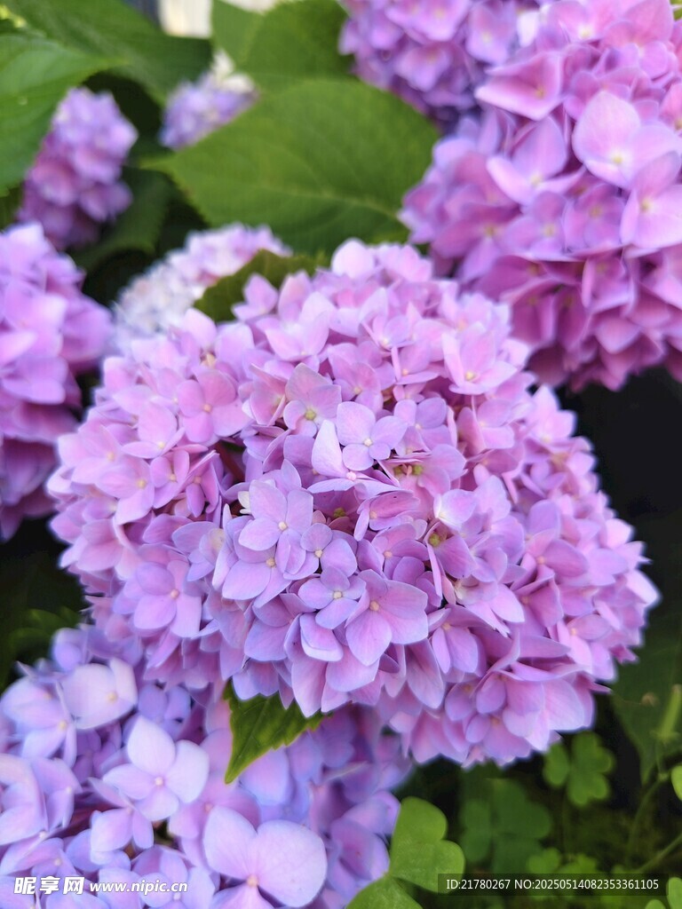 紫色绣球花绽放