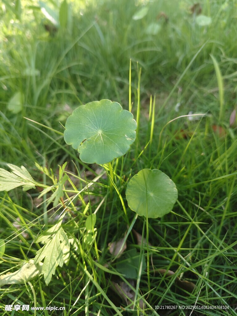草地上的嫩绿叶片