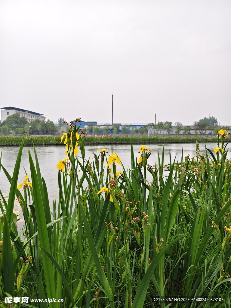 湖畔黄花绿草风景如画