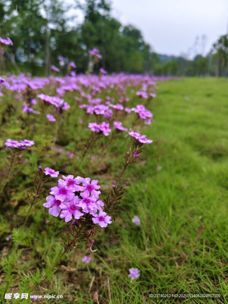 草地中的紫色小花绽放