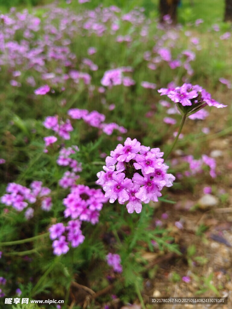 紫色小花绽放于草地间