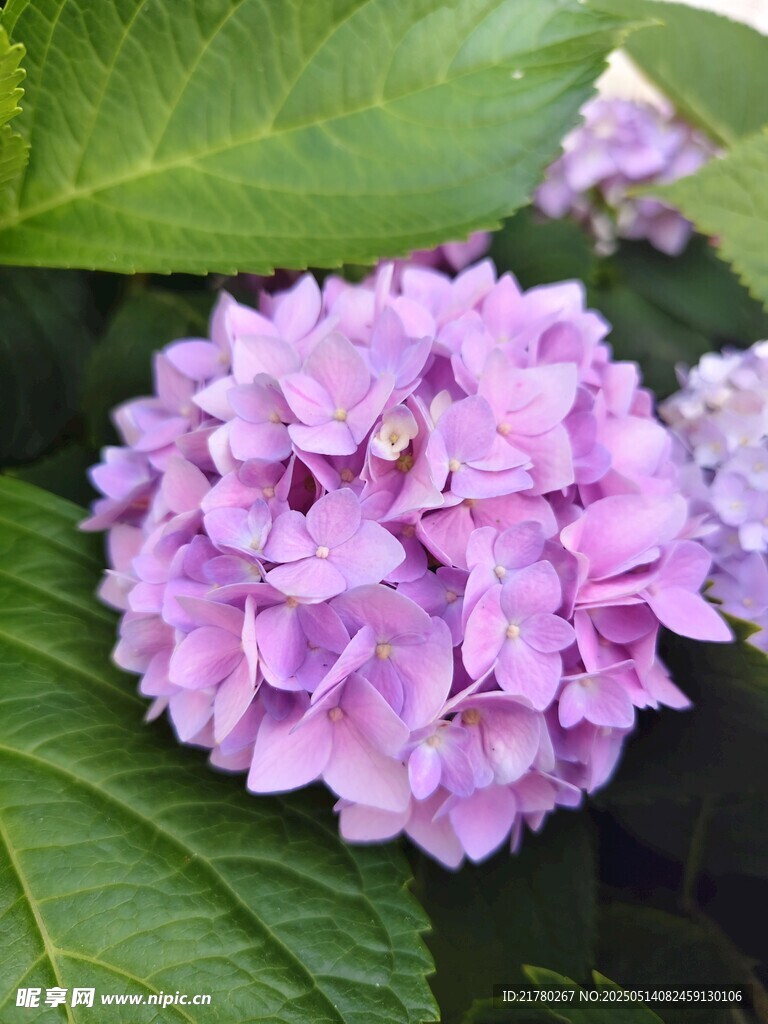 紫色绣球花特写