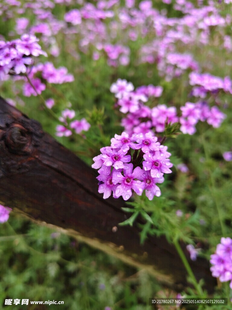 紫色小花绽放于木旁