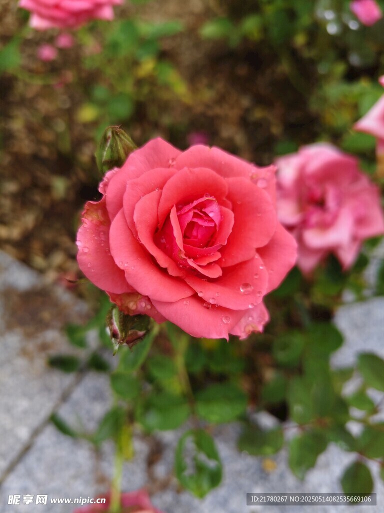 娇艳盛开的粉红色月季花