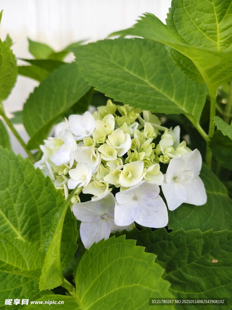 白色绣球花绽放绿叶间