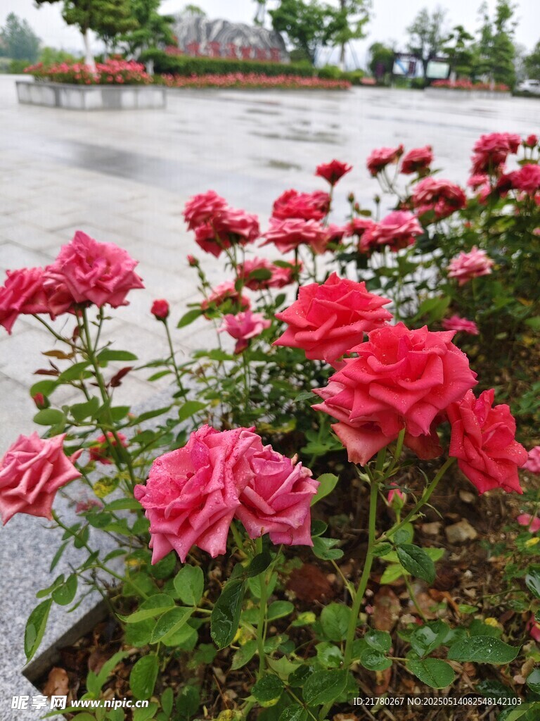 雨中绽放的娇艳红玫瑰