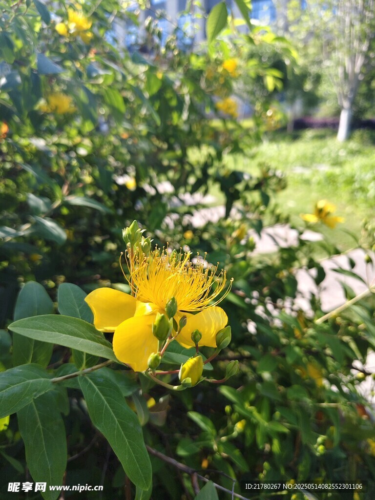 绽放的黄色花朵