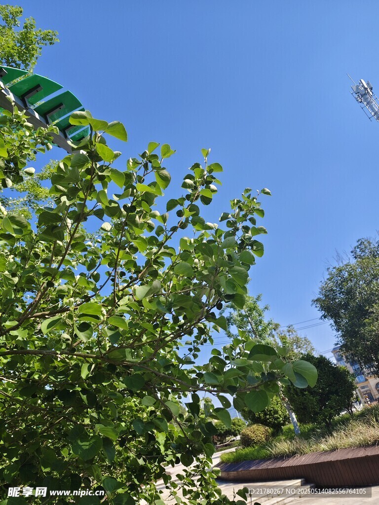 蓝天绿树景致
