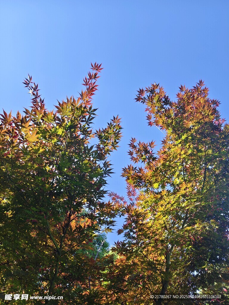 秋日树梢与湛蓝天空