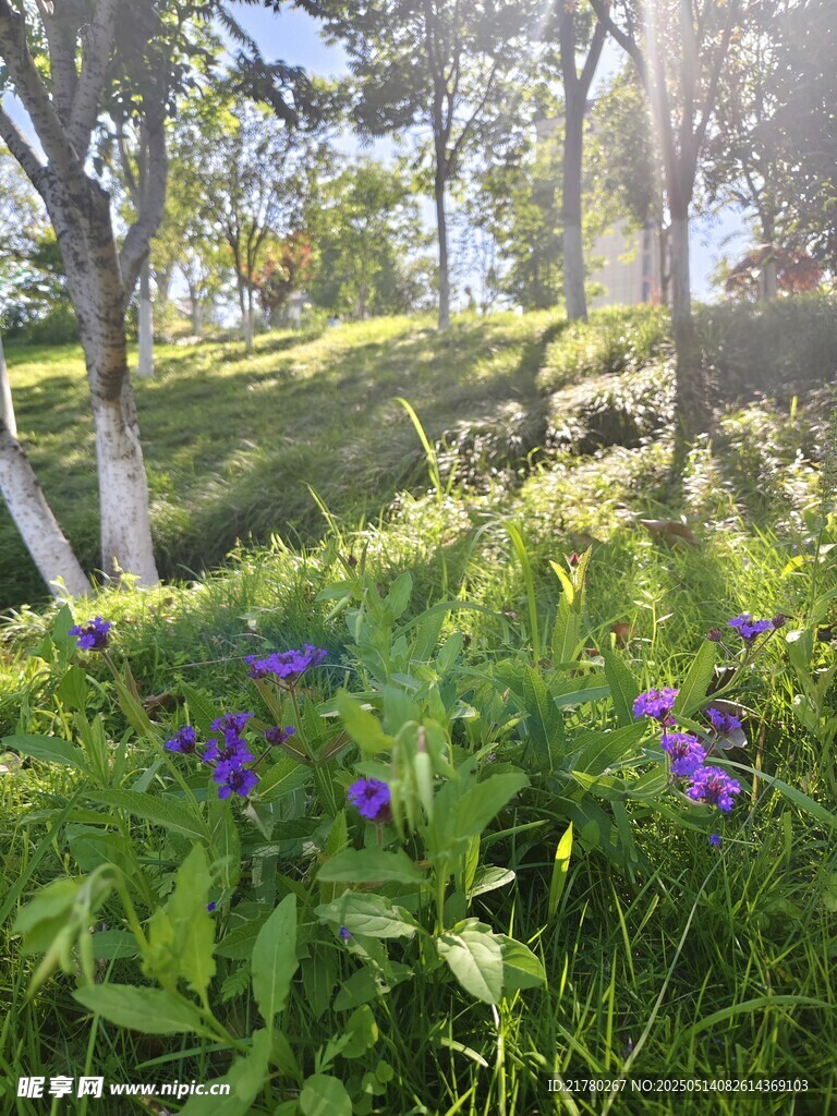 阳光照耀下的花草树林