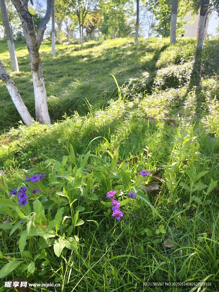 林间草地绽放的紫色小花